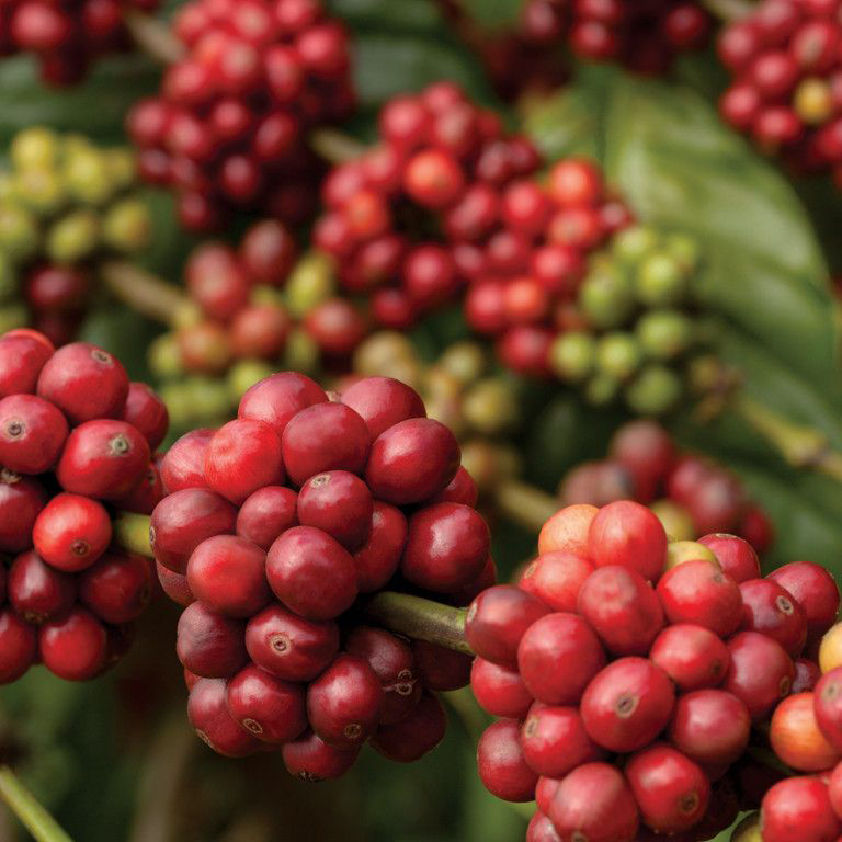 SPECIALTY COFFEE